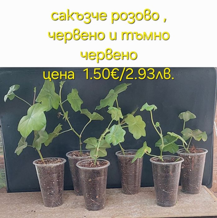 Стайни и градински растения на супер цени.