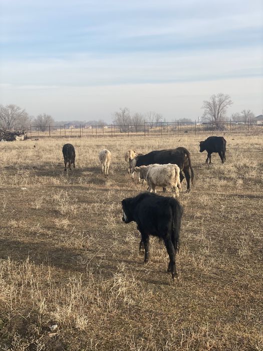 Продаётся подсос телята