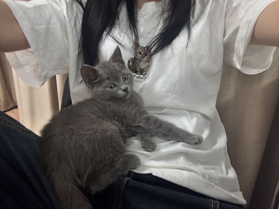 Котёнок мальчик