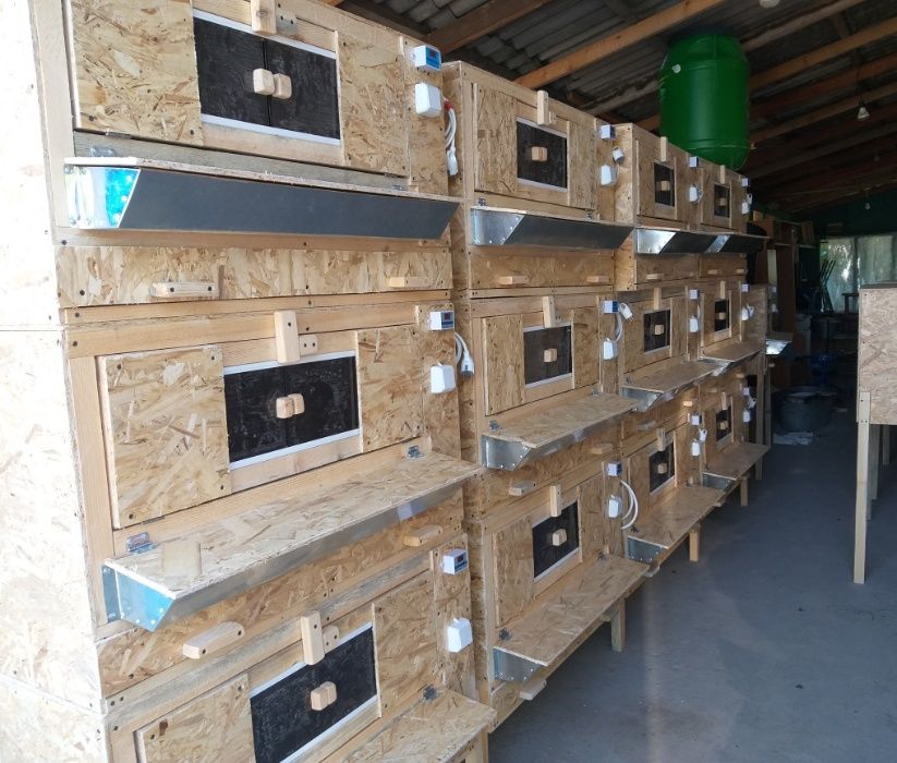 Брудер для цыплят