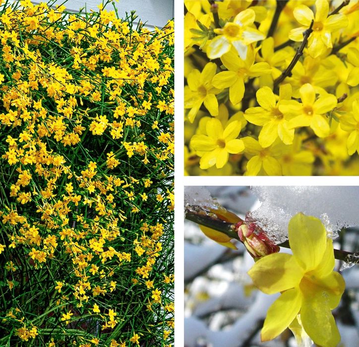 Продавам растение Зимен Жасмин (Jasminum nudiflorum)