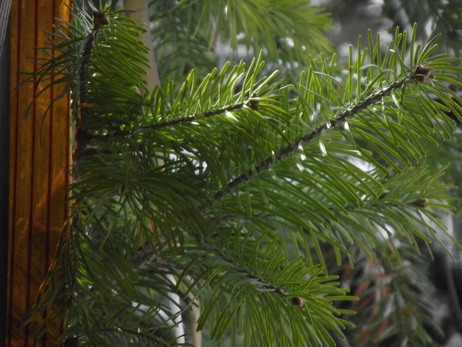 Фотокамера Fujifilm s1600