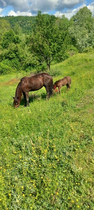 Vand iapa cu manza