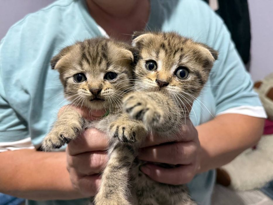 Вислоухие котята