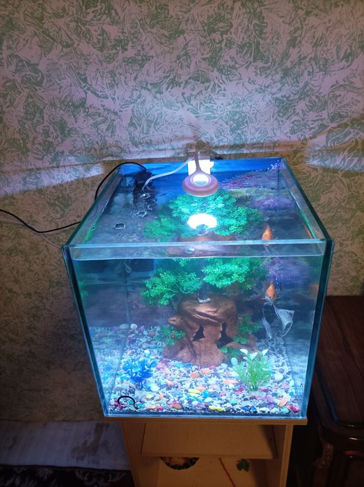 Kafolat beriladi 8 ta baliq bor har hil turdagi baliqlar bor