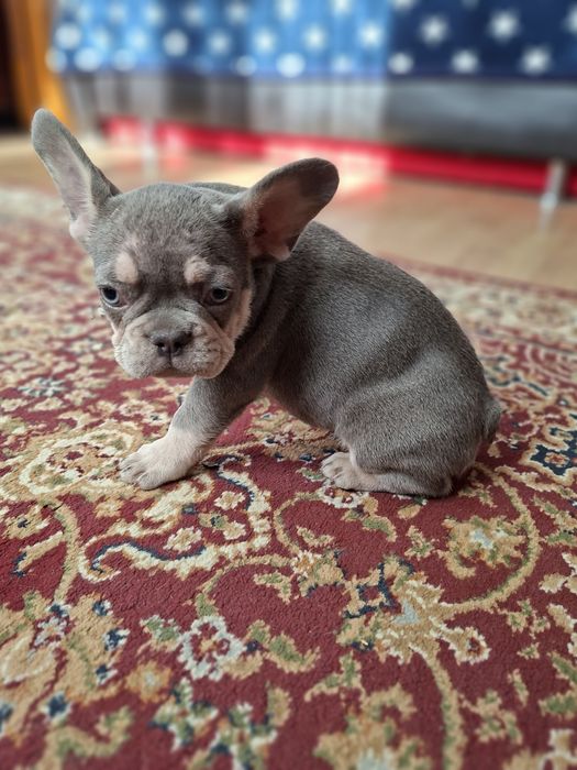 Bulldog francez mascul lilac tan