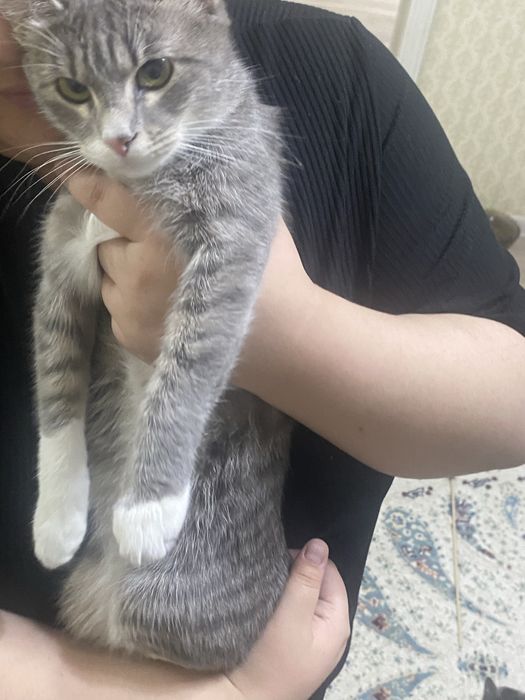 Отдам в добрые руки