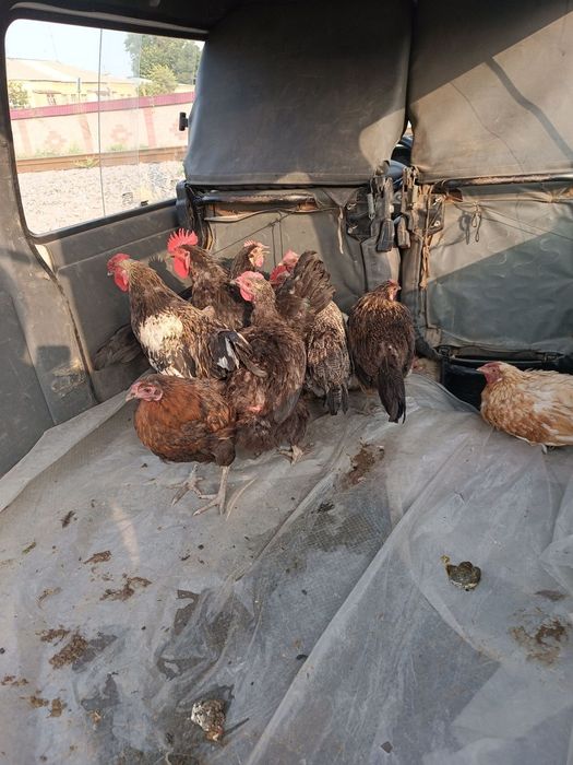 Tovuqlar narxi 120 000 mingda 150 dona bor kelishamiz tellefon qiluvri