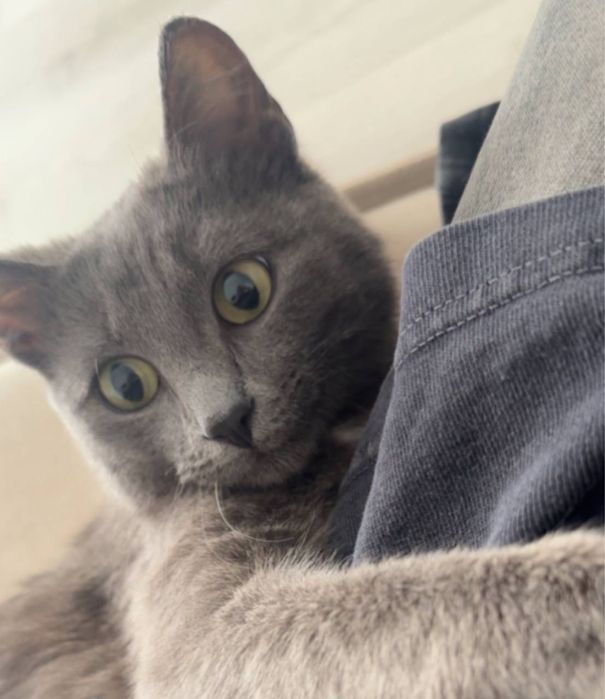 Отдаем котенка/кота