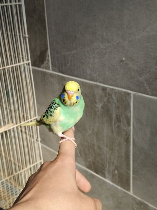 Попугай волнистый