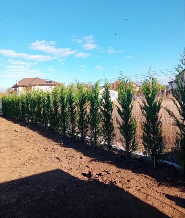 Leylandii chiparos verde gard viu vesnic 3m oriunde in tara
