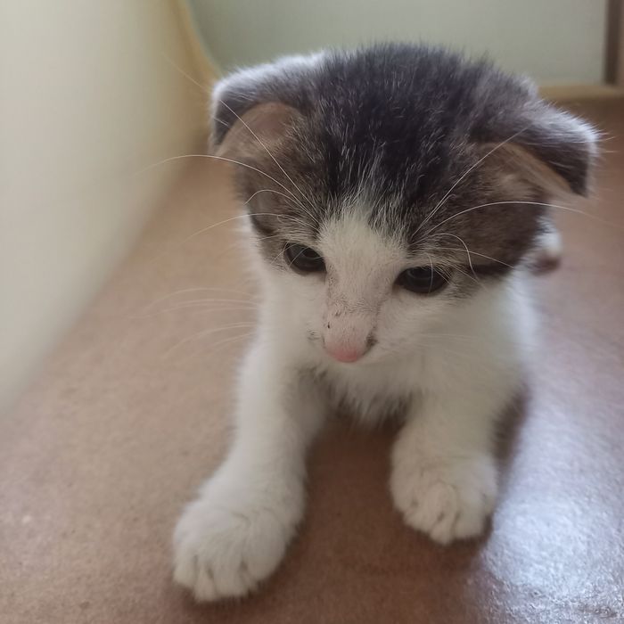Вислоухий котёнок 1,5 месяц мальчик