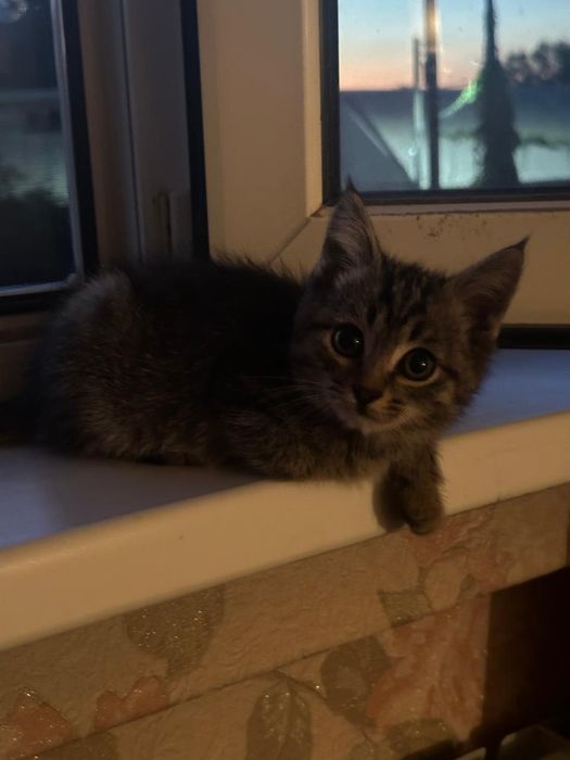 Котята в хорошие руки
