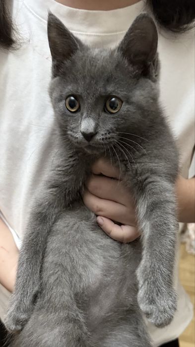 Продаётся шотландский котёнок