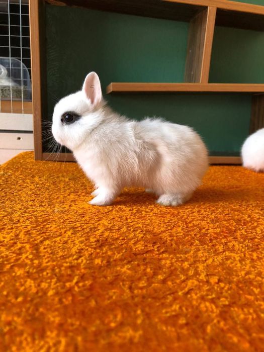 Karlik quyonchalar xatot panda: 350 000 so’m