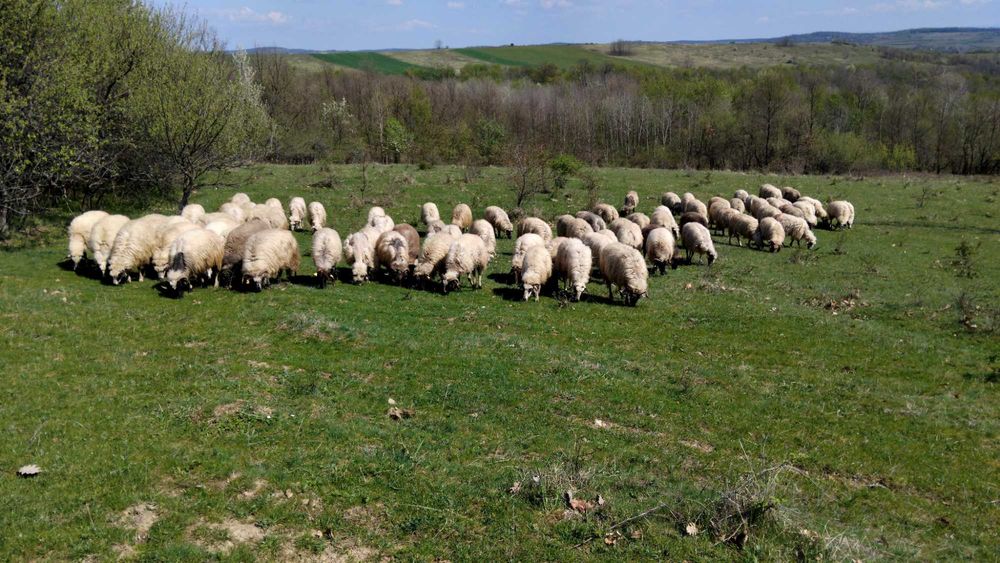 Oi cu lapte de vanzare
