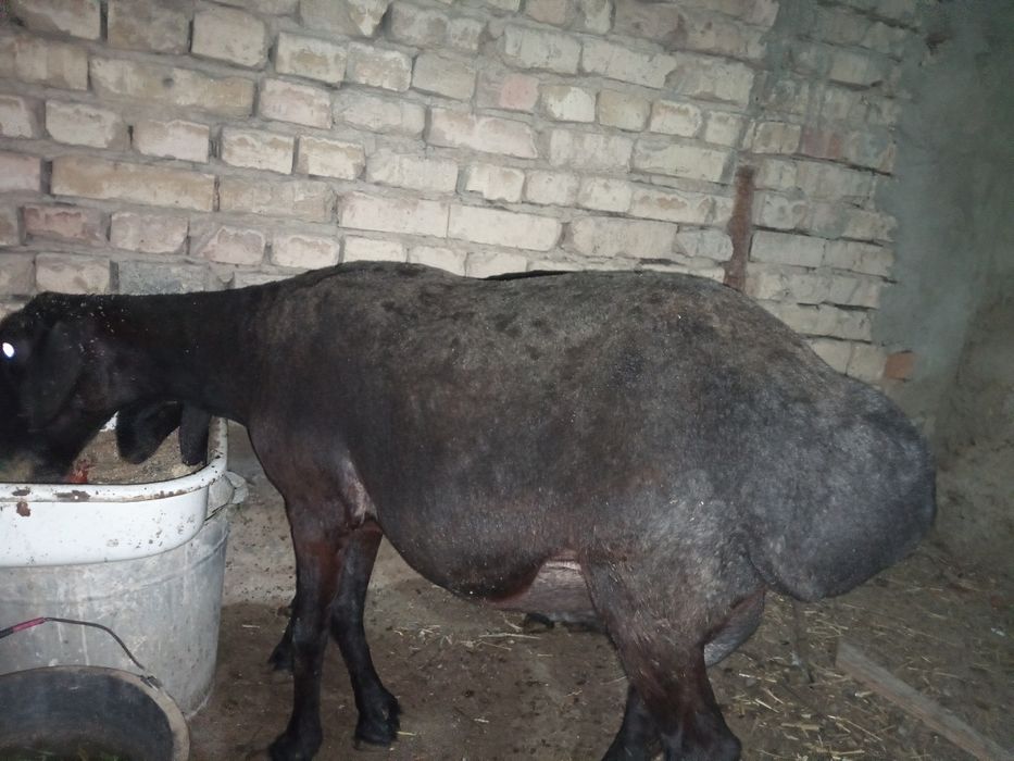 Она бола куй сотилади. Боласи иргочи