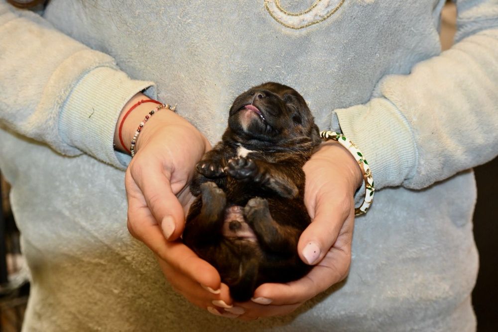 Mascul Staffordshire Bull Terrier