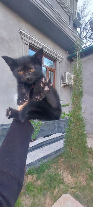Отдаю котенка БЕСПЛАТНО