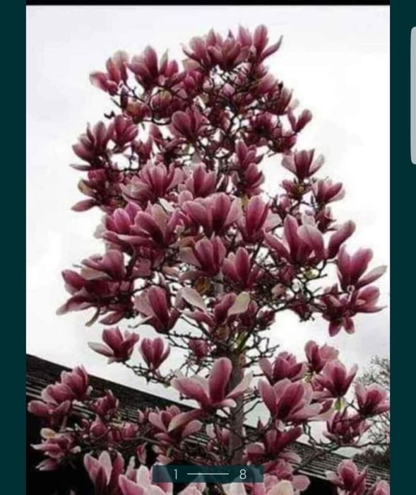 Magnolii