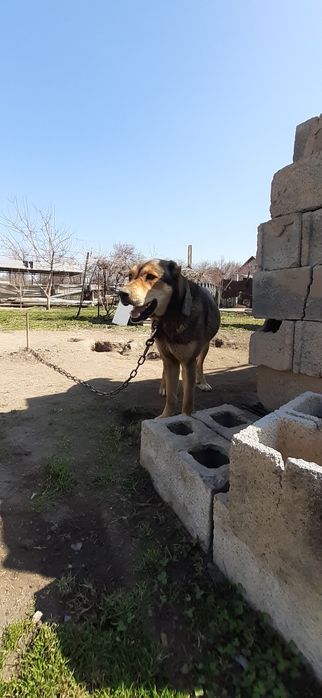 Продам щенок САО