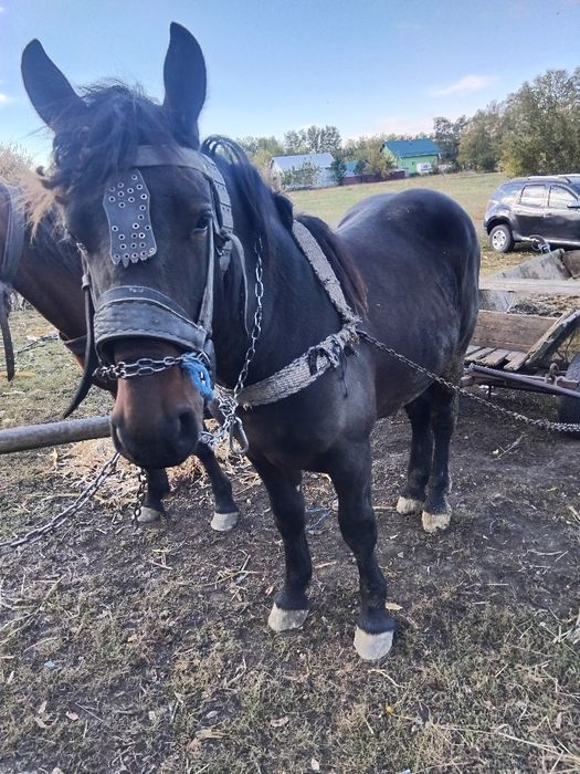 De vânzare mînz un an și 4 luni