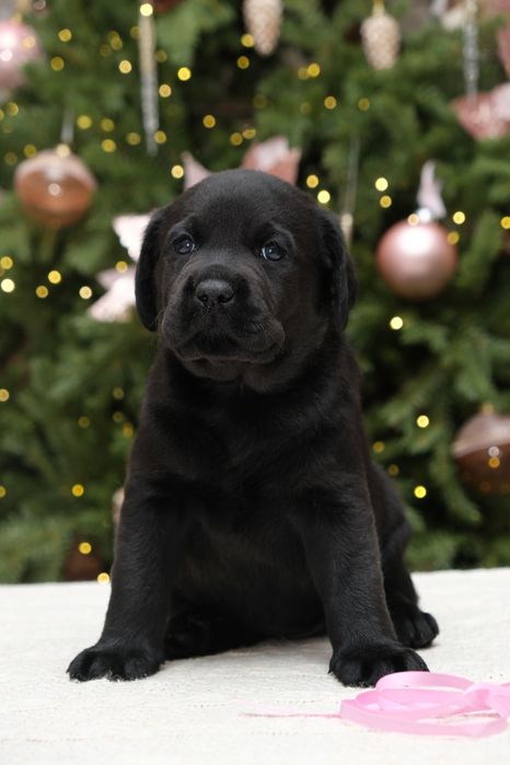 Щенки лабрадора ретривера