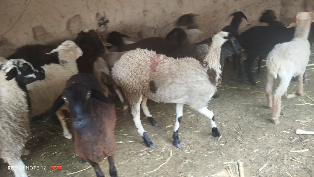 Продам  барана девочка