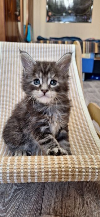 Котята породы мейн-кун