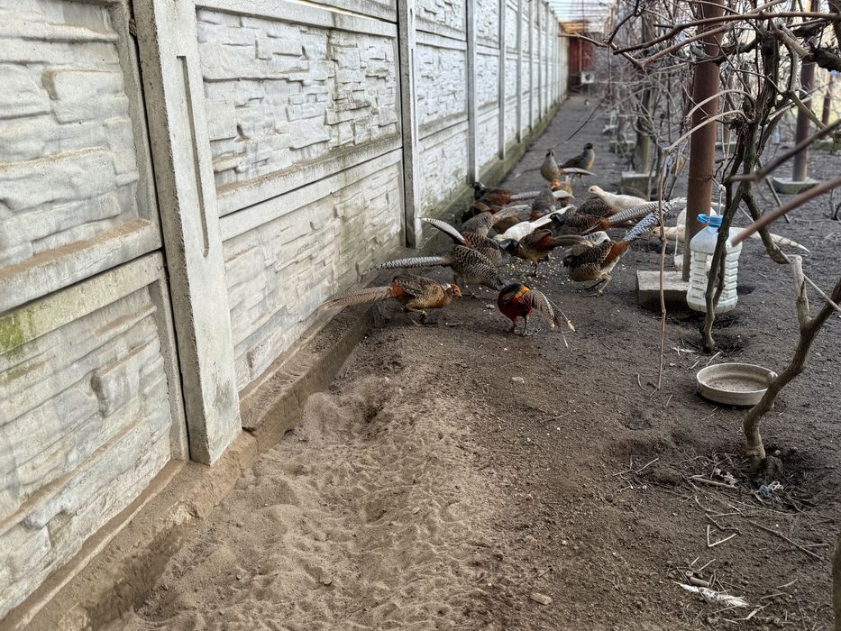 Fazani Auriu pe galben / Diamant