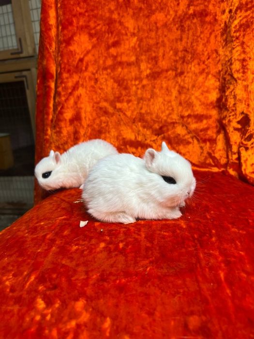 Кролик мини декоратиний