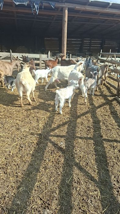 Ieduțe sannen si alpin francez