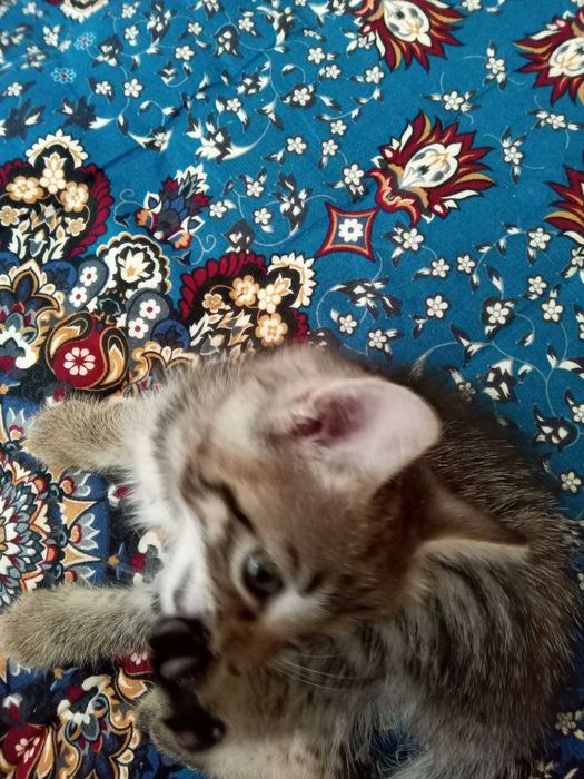 Отдам котенка хорошие руки