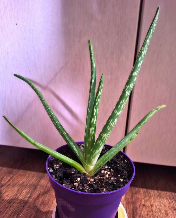 Алоэ Вера-растение лечебное