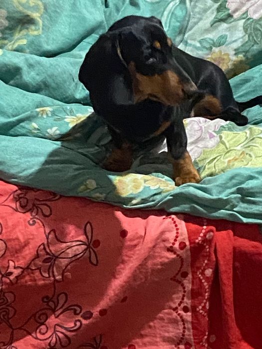 Продам собаку  таксу