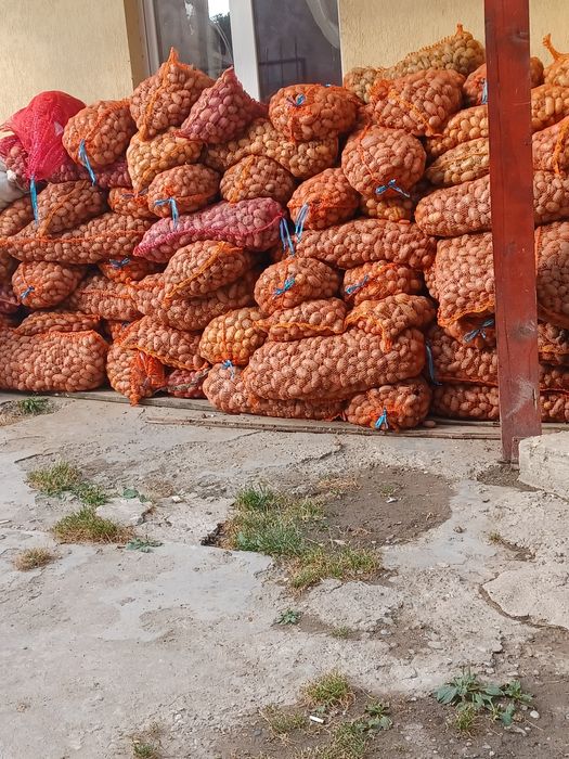 Cartofi de sămânță și animale 0,80.  ron transport gratuit