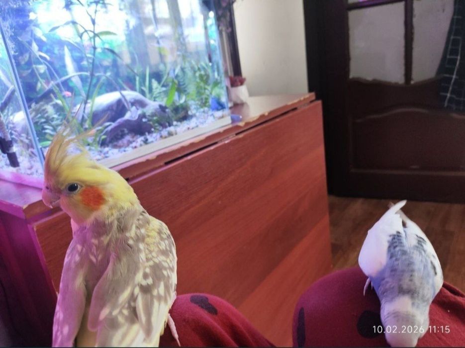 Попугаи с клеткой