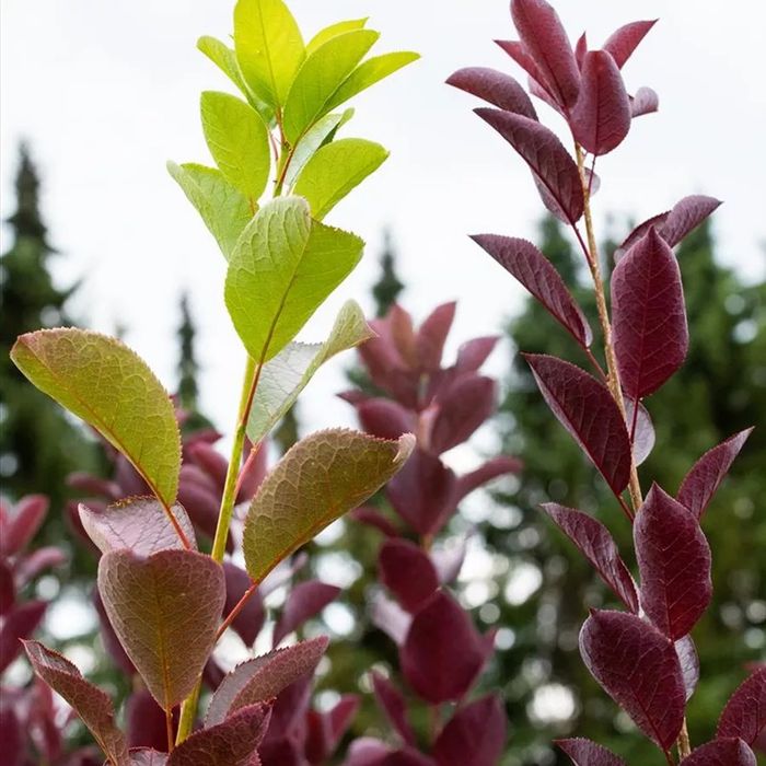 Черёмуха виргинская шуберт оптом