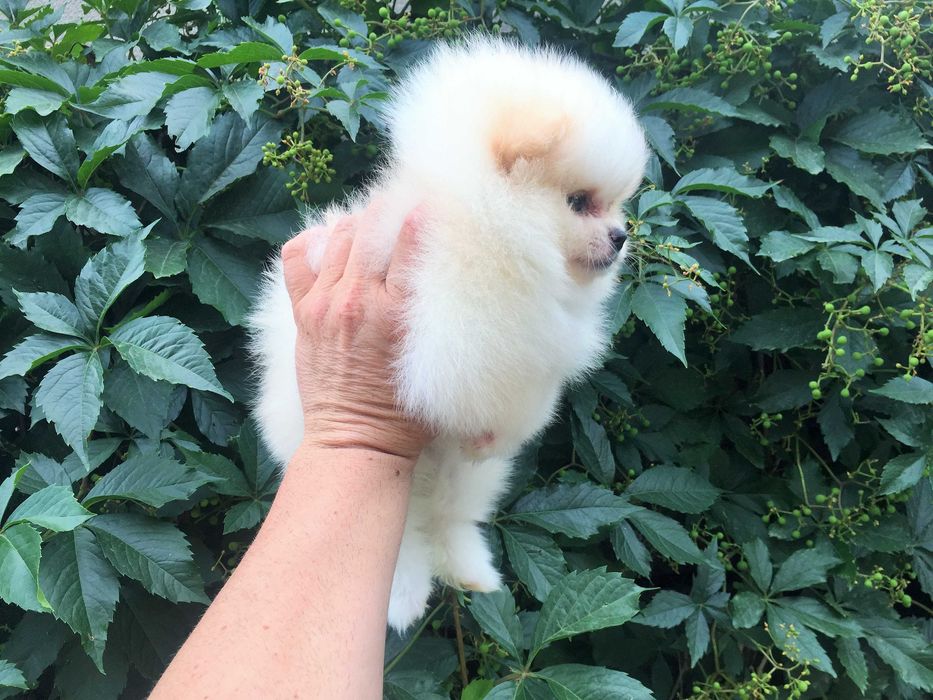 Померан мини Померанчета