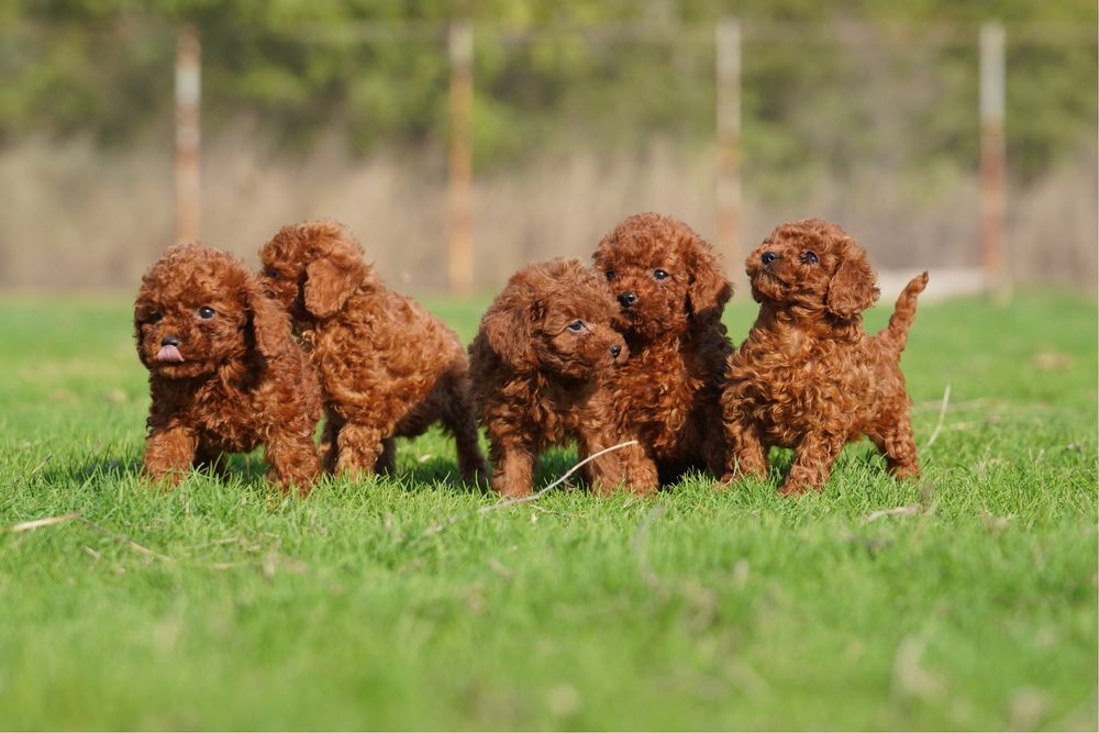 Той Пудел [Toy Poodle]