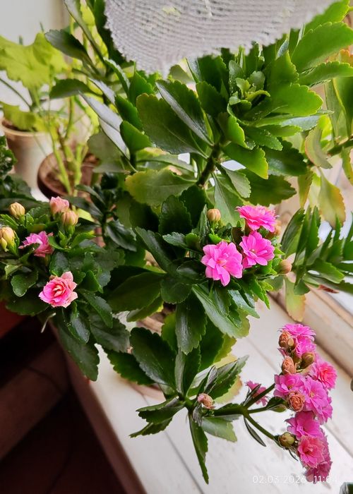 Каланхоэ первое цветение.