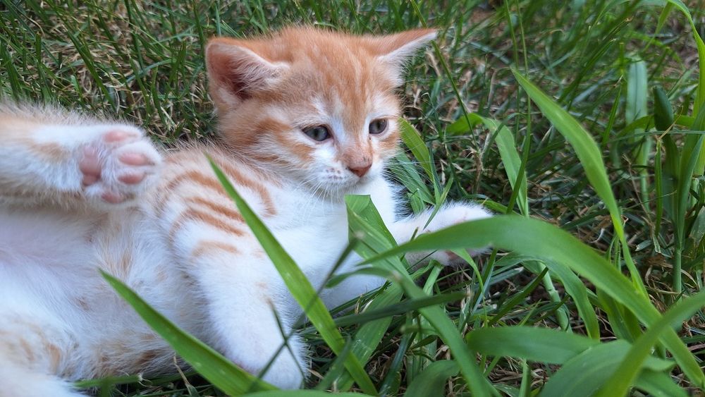 Котята 1,5 месяца продадим в хорошие руки