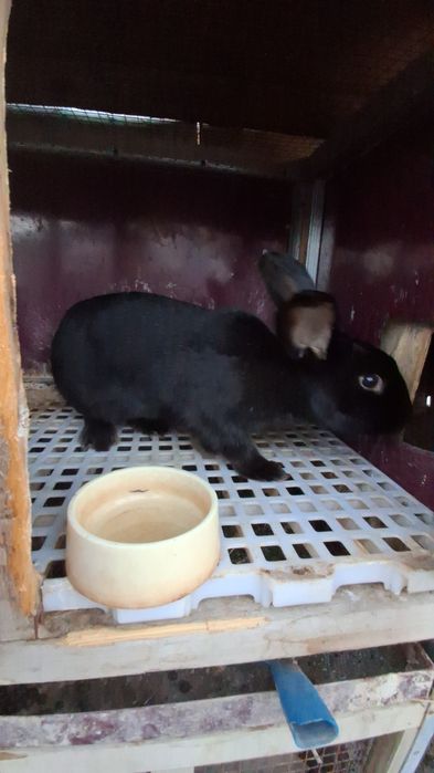 Quyon Sotiladi 4- Kilo