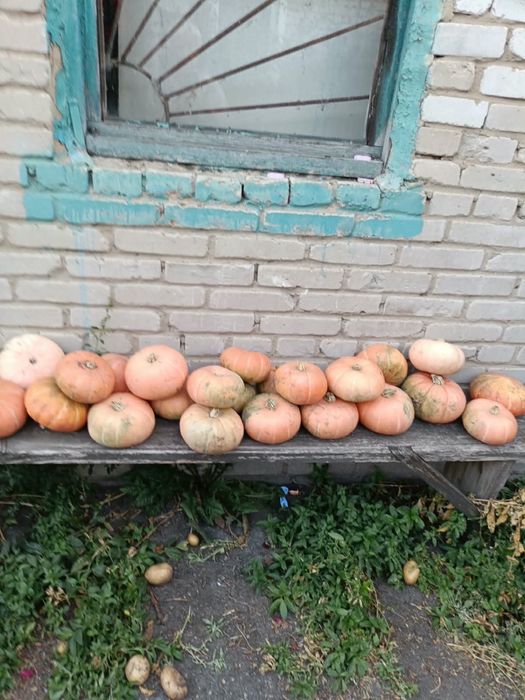 Продам домашнюю Тыкву