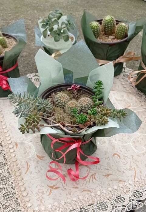 Цветя за 8-ми март, цвете за градината, седуми в саксия, кактуси