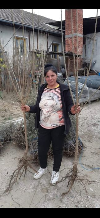 Baloti fan dreptunghiulari min.500.Rotunzi 40.de fan sau lucerna.LaTIR