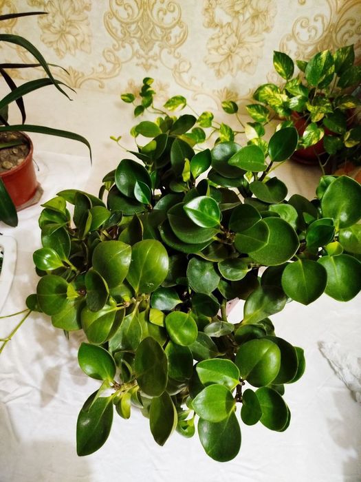 Peperomiya/пеперомия xonaki gul