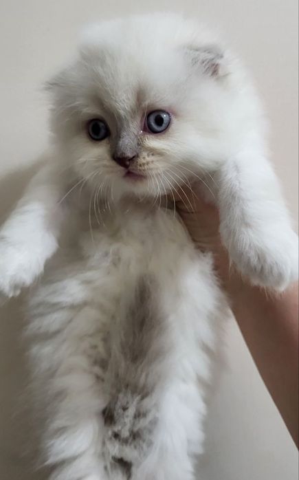 ПРОДАЮТСЯ  породистые  котята