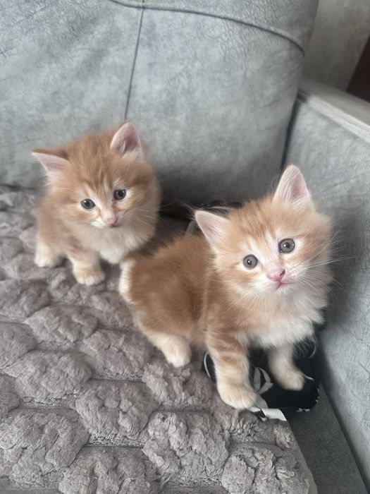 Продам котенка курильского бобтейла