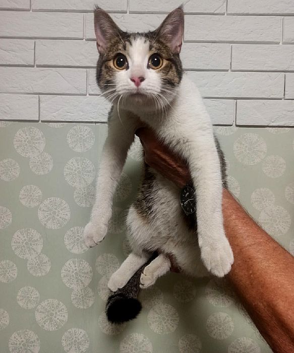 Отдаем кота в хорошие руки